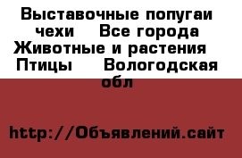 Выставочные попугаи чехи  - Все города Животные и растения » Птицы   . Вологодская обл.
